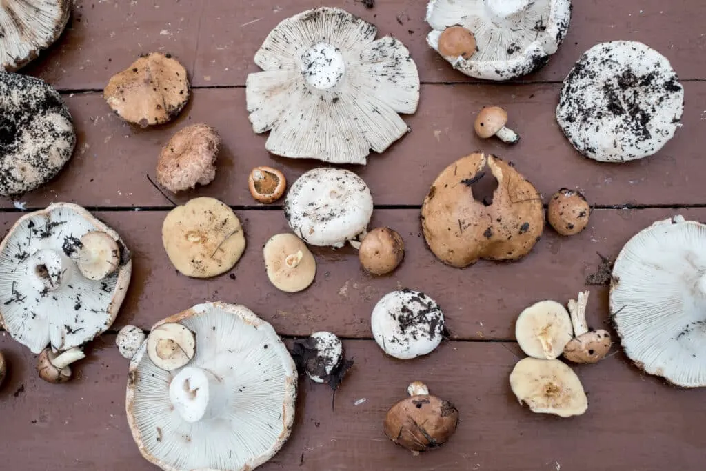 cueillette champignons