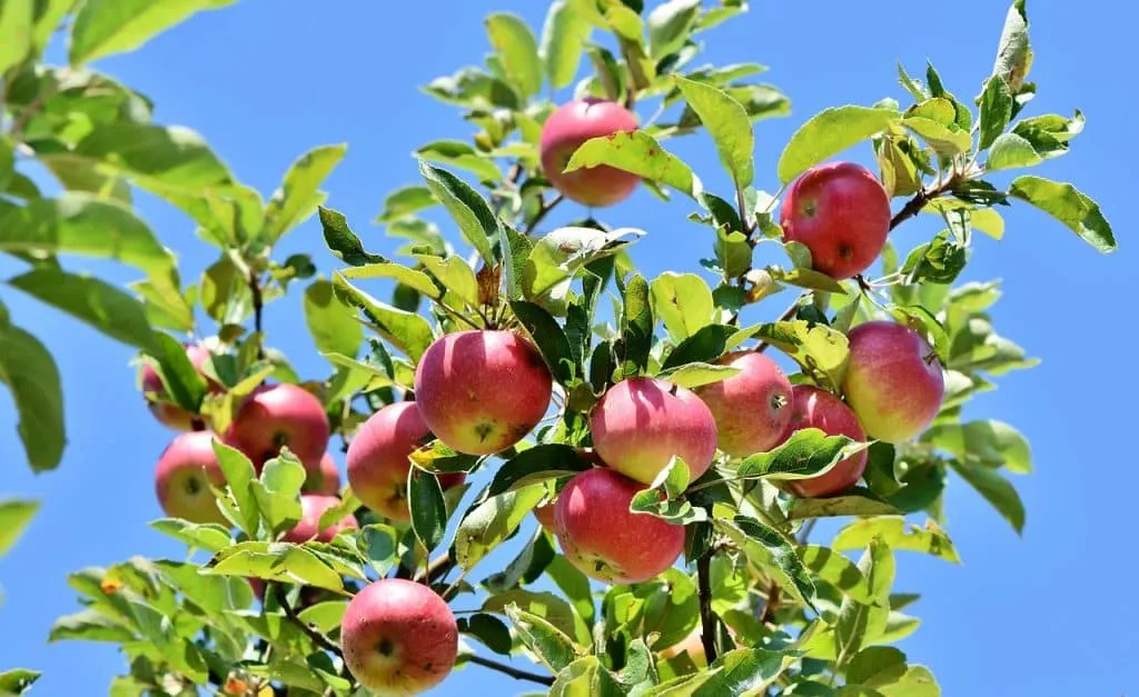découvrez l'univers d'apple, leader de l'innovation technologique. explorez nos produits phares tels que l'iphone, l'ipad et le mac, ainsi que nos services comme apple music et icloud. restez à la pointe de la technologie avec les dernières mises à jour et nouveautés d'apple.