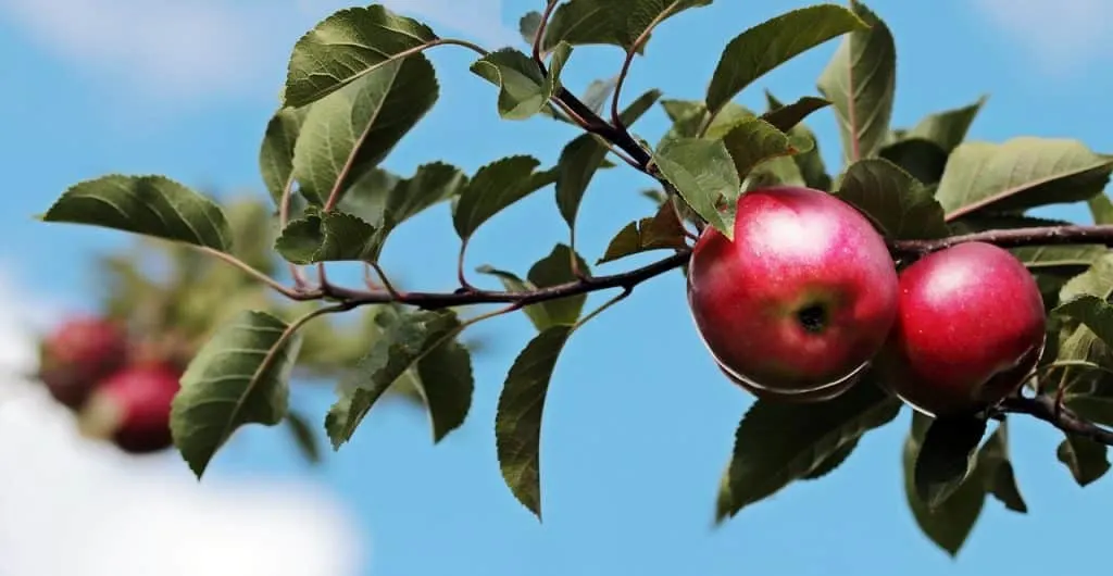 découvrez l'univers fascinant d'apple : innovations technologiques, produits emblématiques comme l'iphone et le mac, et un engagement envers la qualité et le design. explorez les dernières actualités, les astuces et les tendances autour de cette marque incontournable.