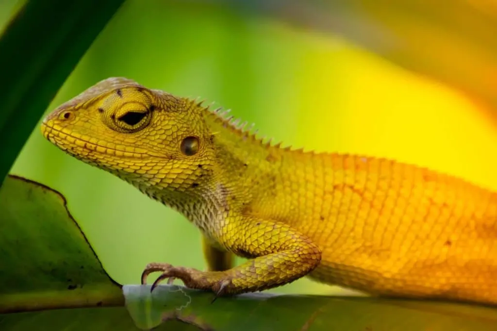 découvrez le processus d'adaptation, un mécanisme essentiel qui permet aux organismes de s'ajuster et de prospérer dans des environnements en constante évolution. explorez les différentes formes d'adaptation, tant biologiques que culturelles, et comprenez leur importance dans la survie et le développement des espèces.