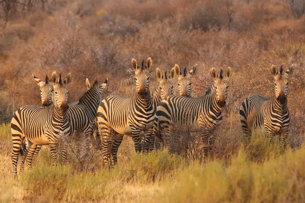 découvrez l'afrique du sud, une destination fascinante alliant paysages spectaculaires, riche histoire culturelle et une biodiversité remarquable. explorez ses villes vibrantes, ses réserves naturelles et ses plages magnifiques.