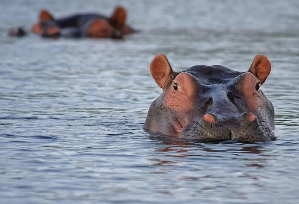 découvrez l'afrique du sud, un pays riche en diversité culturelle, paysages époustouflants et aventures uniques, entre safaris, plages magnifiques et villes dynamiques.