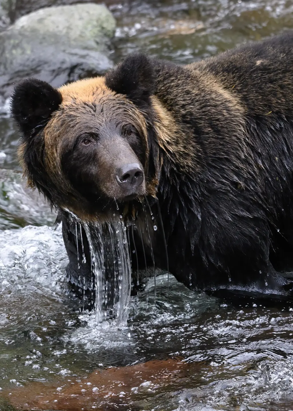 découvrez les principales cibles des chicago bears lors de la free agency pour renforcer leur équipe et préparer la prochaine saison nfl.