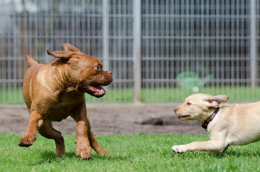 découvrez notre service de pension pour chiens, offrant confort, sécurité et attention personnalisée pour votre compagnon à quatre pattes pendant votre absence.