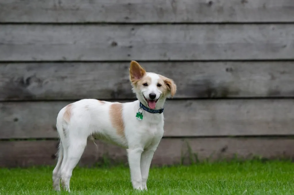 pension pour chiens offrant un hébergement confortable et sécurisé pendant votre absence. nos services incluent des soins attentionnés, des activités adaptées et un environnement chaleureux pour votre compagnon.