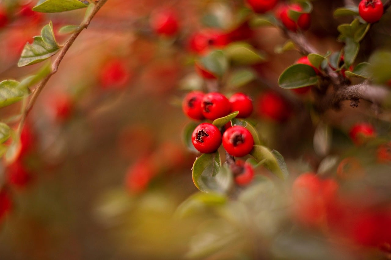 Ve más allá de los números y visualiza los sonidos, olores y emociones que experimentas al alcanzar tus metas.