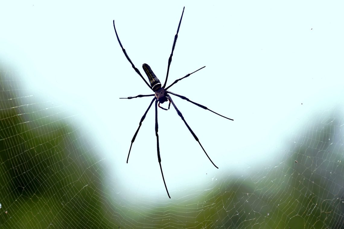 découvrez les leaders incontournables et les tendances majeures qui façonneront le paysage des affaires en 2025 avec business giants 2025.