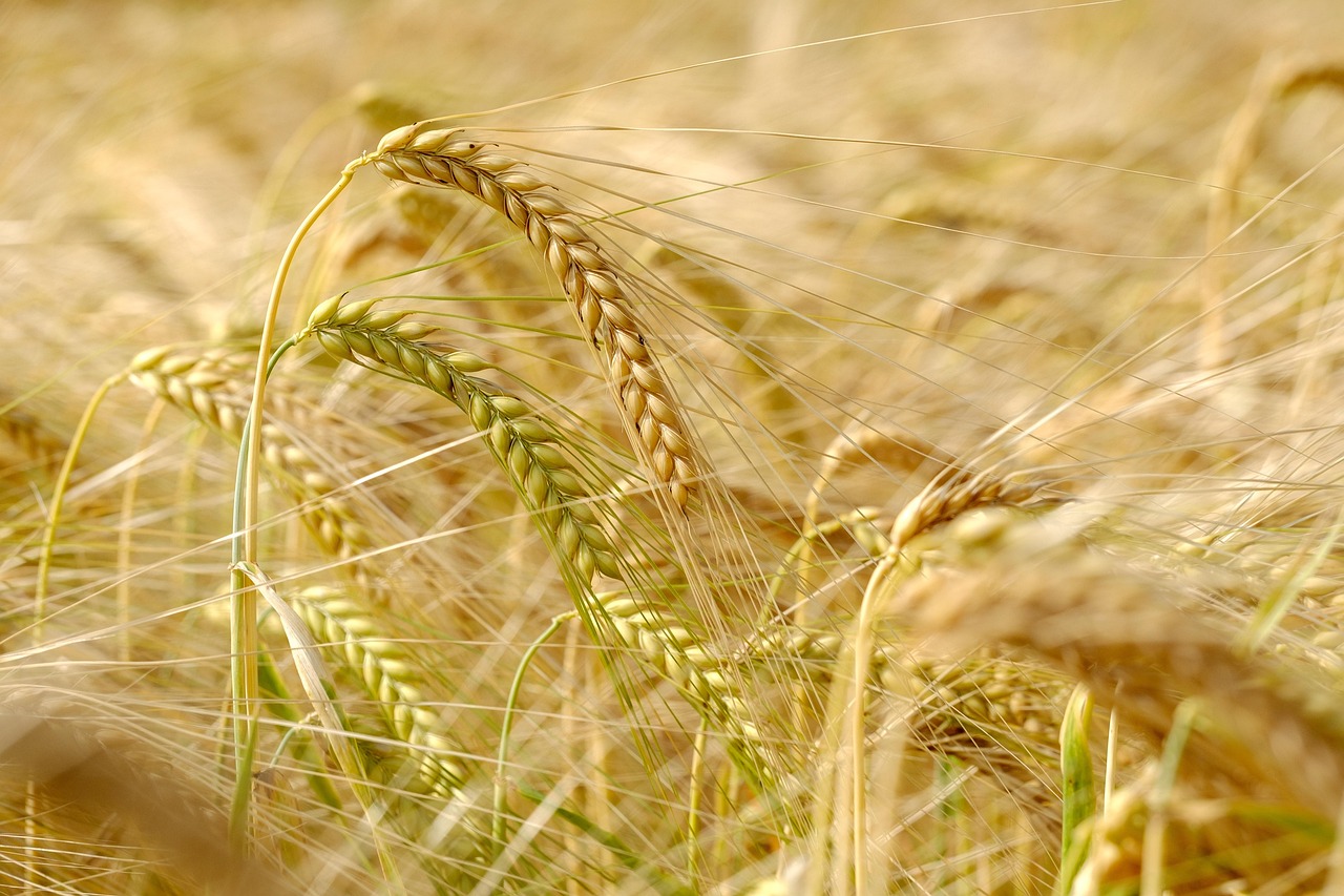 Perspectivas de futuro para Warrington