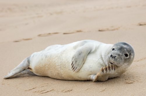 découvrez la pagode de norfolk, un monument historique d'exception alliant architecture unique et culturel riche, idéal pour une visite inoubliable en pleine nature.