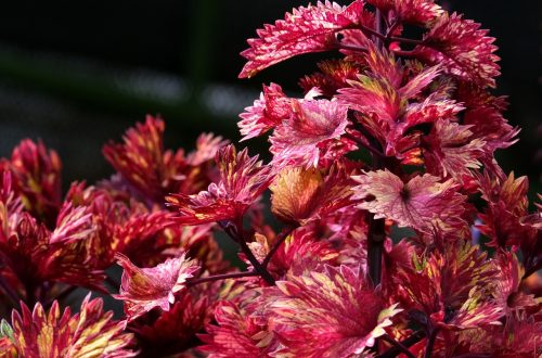 découvrez des stratégies efficaces pour stimuler la croissance de votre entreprise et maximiser votre succès.