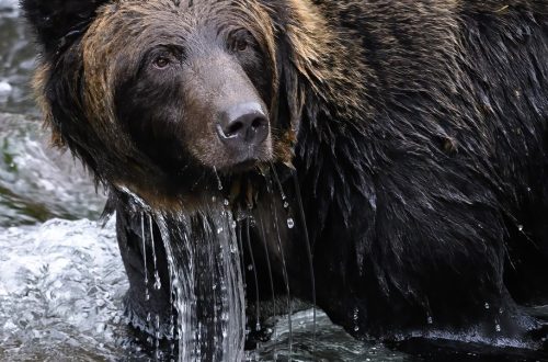 découvrez les principales cibles des chicago bears lors de la free agency pour renforcer leur équipe et préparer la prochaine saison nfl.