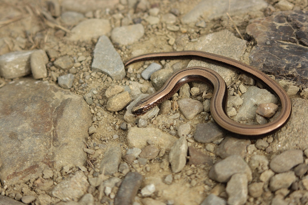 découvrez comment assurer le bon déroulement des opérations normales pour garantir efficacité et continuité dans vos activités.