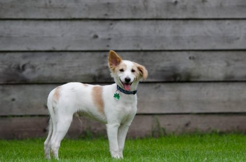pension pour chiens offrant un hébergement confortable et sécurisé pendant votre absence. nos services incluent des soins attentionnés, des activités adaptées et un environnement chaleureux pour votre compagnon.