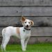 pension pour chiens offrant un hébergement confortable et sécurisé pendant votre absence. nos services incluent des soins attentionnés, des activités adaptées et un environnement chaleureux pour votre compagnon.